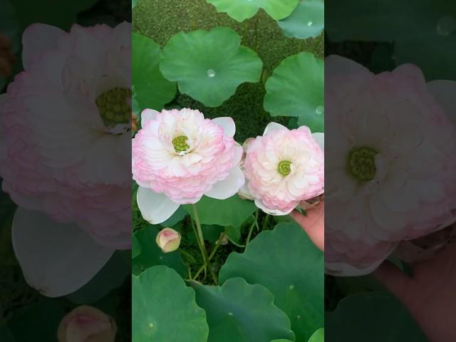 Unfolding white lotus petals. ||  #lotus #nature #shorts #amazing