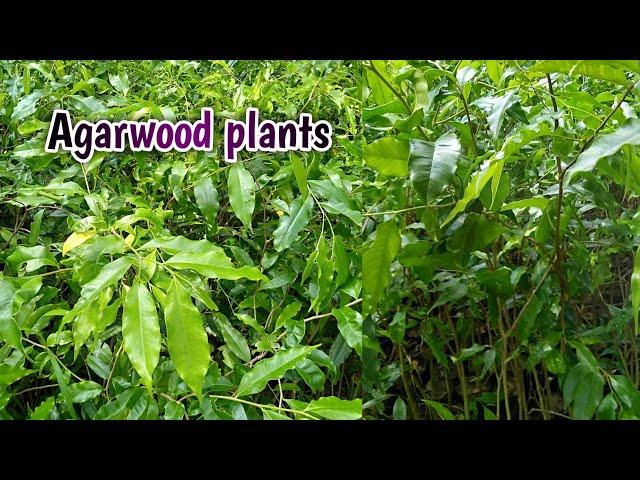 Agarwood plants |Agarwood tree | Aquilaria |agar |Chandan plants nursery ||