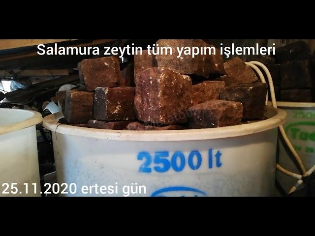 Salamura zeytin tüm yapım işlemleri Gemlik Muratoba Köyü