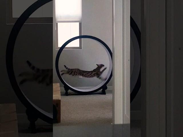 F1 savannah cat nyx charging up the homestead - #One_Fast_Cat exercise wheel