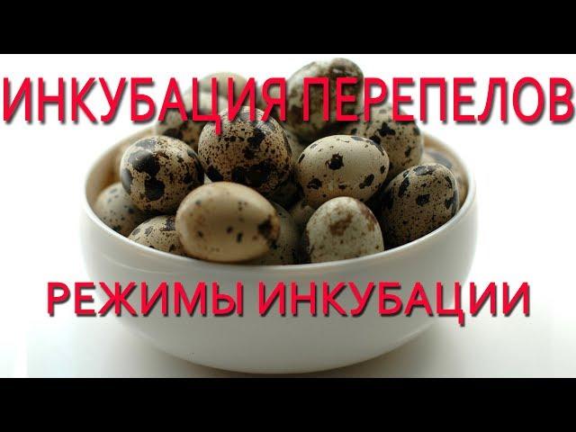 Инкубация перепелов.  Режим инкубации