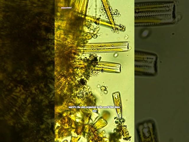 Diatoms Under Microscope (Algae with glass houses)