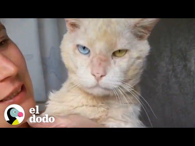 Gato viejo gruñón se enamora de un pequeño gatito | Cat Crazy | El Dodo