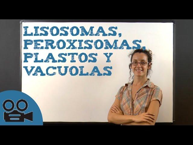 Lisosomas, peroxisomas, plastos y vacuolas