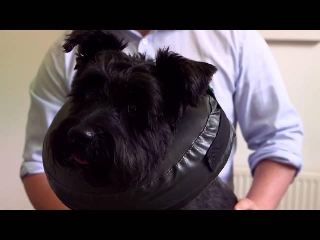 Thrive Comfy Collar - the pet-friendly alternative collar