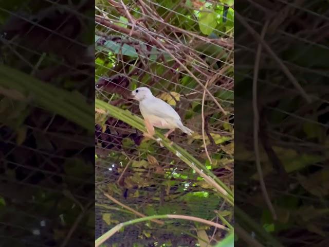 Java sparrow silver fledgelings in outdoor bird aviary | Padda Bird #finch #aviary #bird #birds