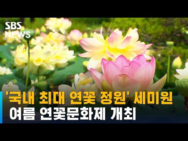 '최대 연꽃 정원' 양평 세미원에서 연꽃문화제 개최 / SBS