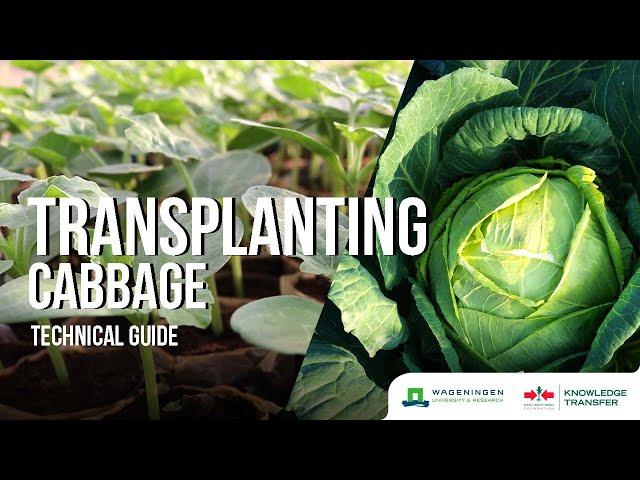 Transplanting – Transplanting Cabbage