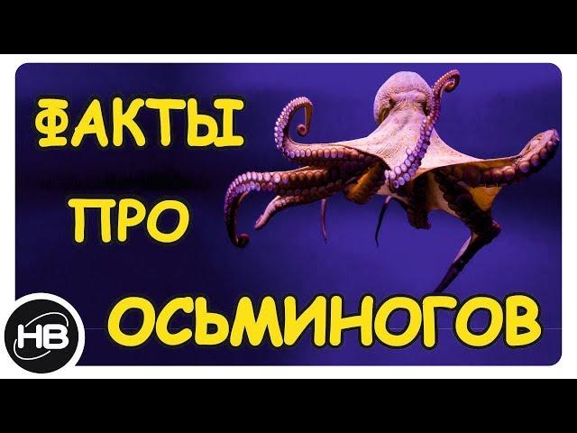 10 УДИВИТЕЛЬНЫХ ФАКТОВ ПРО ОСЬМИНОГОВ