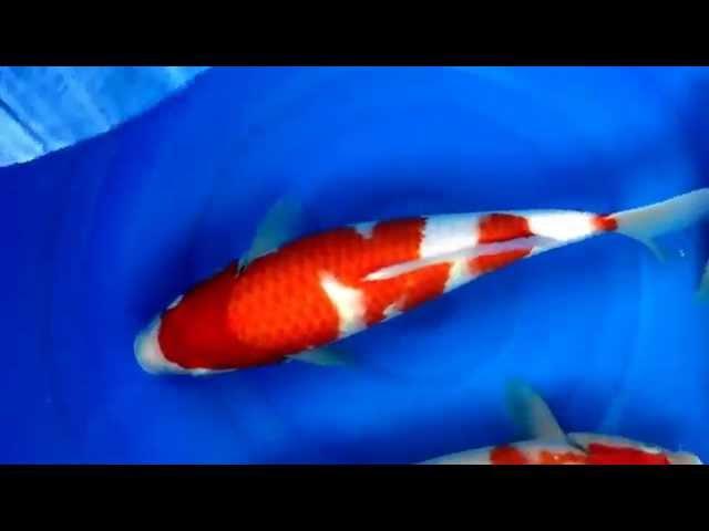 Marugen Koi Farm - Kohaku Tategoi