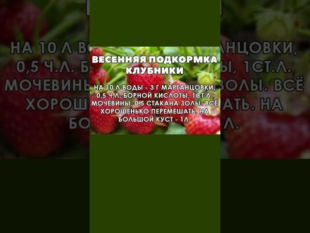 Чем Подкормить Клубнику Весной Для Осыпного Урожая Сладких и Крупных Ягод! #shorts