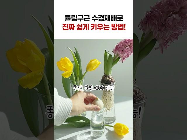 튤립, 히아신스 구근 수경식물로 완전 쉽게 키우는 방법이 있다구! #구근수경재배 #꿀팁 #구근식물 #구근 #수경재배