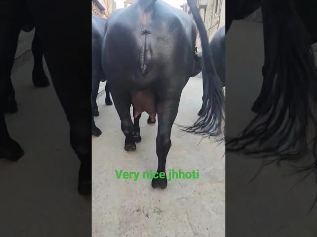 Very nice jhoti buffalomilk buffalo dairyfarmer farming, pawan lijwana dairy farm viral video