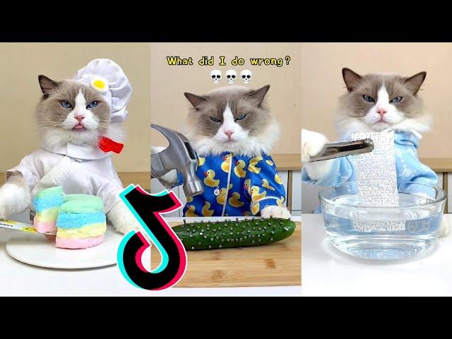 That Little Puff TikTok  Cats Make Food Compilation #8