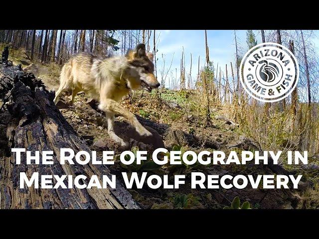 The Role of Geography in Mexican Wolf Recovery