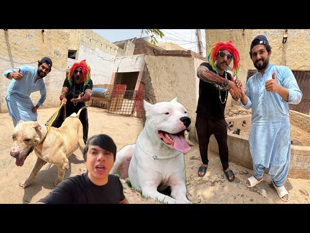 Dost Kay zoo par attack kar diyahavy bully dog ko pakar liya️@PetHouse786
