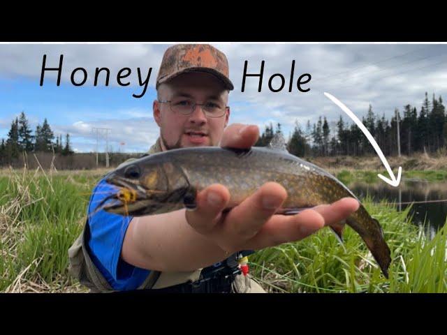 Fly Fishing a Honey Hole For Aggressive Brook Trout in Newfoundland !