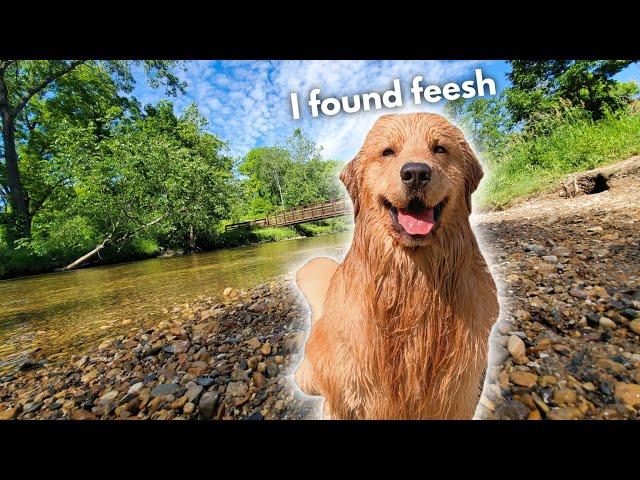 My Dog Loves Swimming in the River