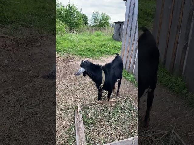Утро