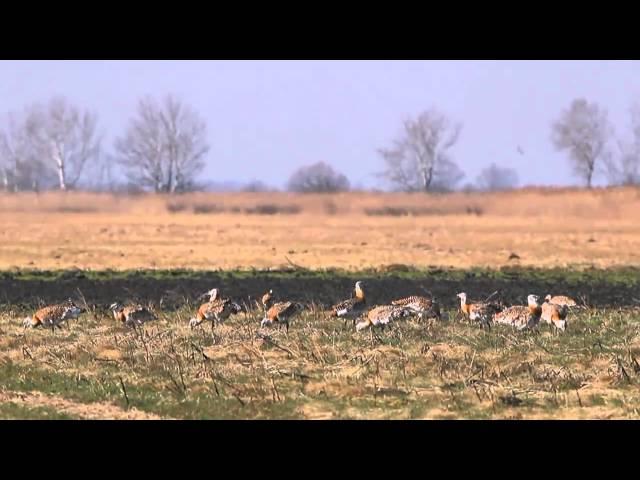 Großtrappen - Great Bustard - Otis tarda.mp4