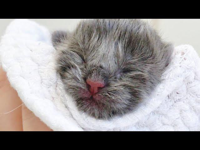 Sister moms Lily and Squeaky, and their newborn kittens!