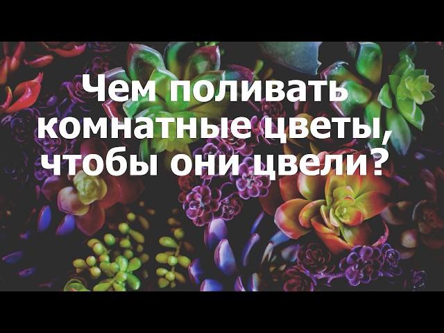 Чем поливать комнатные цветы, чтобы они цвели?