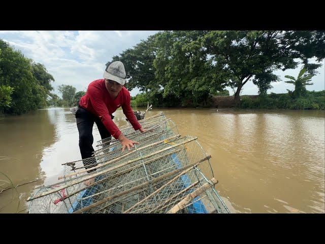 Ngày Xuống Lợp Cá Lóc Thăm Lưới Dính Rắn Về Hầm Đu Đủ Cả Gia Đình Cùng Ăn.Góc Làng Quê#1291