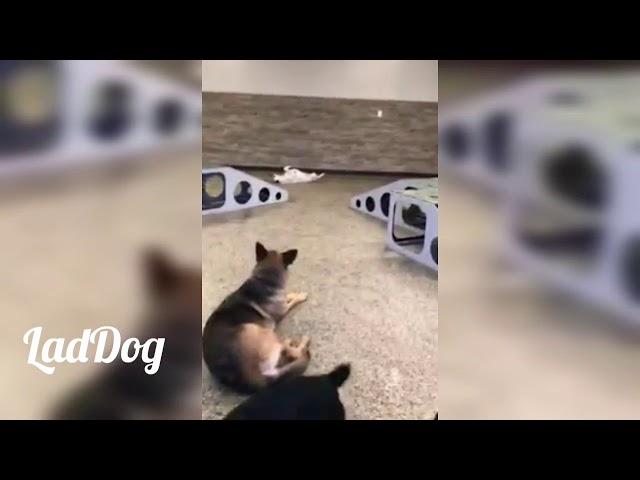 Socially Awkward Dog. | LadDog