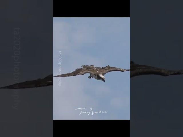 Powerful Osprey Dive #wildlife #birdsofyoutube #birds #osprey #birdsofprey #birdlovers