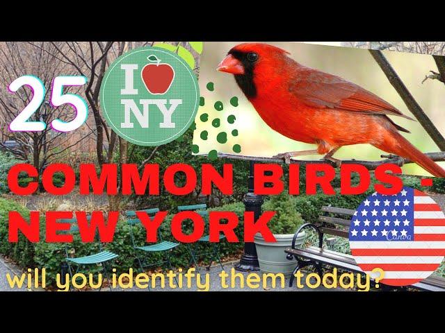 25 common birds in New York City ~  Identify american backyard birds  common American birds 