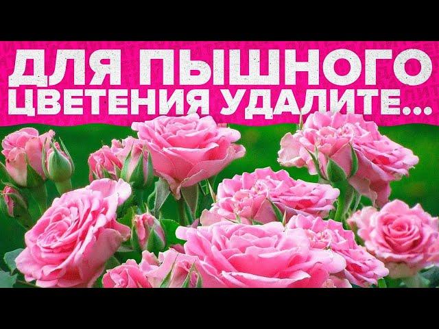 СРОЧНО УДАЛИТЕ ПЕРВЫЕ БУТОНЫ НА РОЗАХ! ПОЧЕМУ?