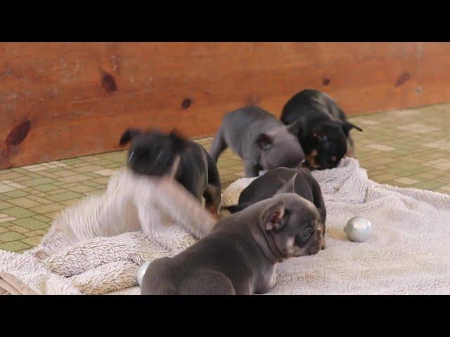 French Bulldog Puppies For Sale