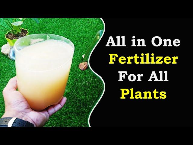 Organic fertilizer for plants