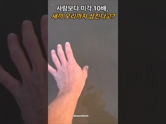 물고기가 오리까지 삼킨다고? #동물 #물고기 #배스 #지식