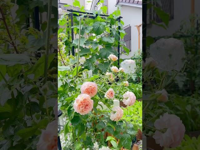 Video và âm thanh gây nghiện của khu vườn nhà ở Nhật vào ngày mưa️ #cuocsongonhat