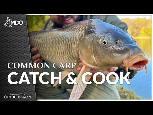 Common Carp - Catch and Cook (Frying vs. Catfish & Tilapia!) SHOCKING!!