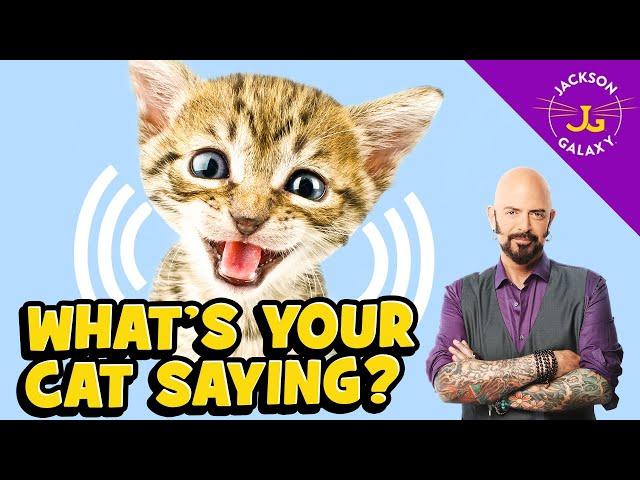 Cat Vocalizations and What They Mean