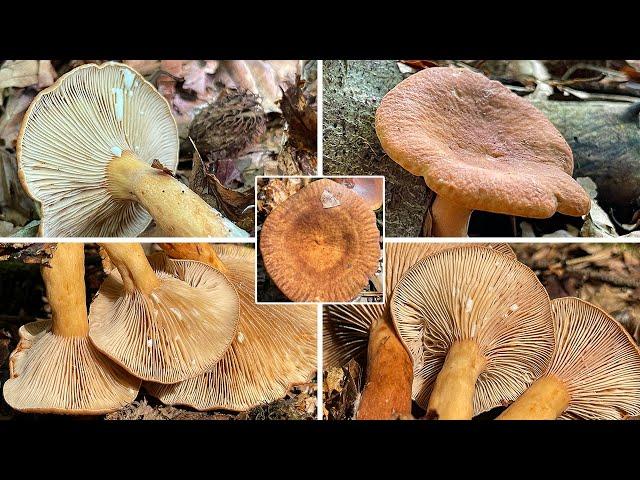 Pilzportrait - Süßlicher Buchenmilchling, Süßlicher Milchling | Lactarius subdulcis | L. oculatus