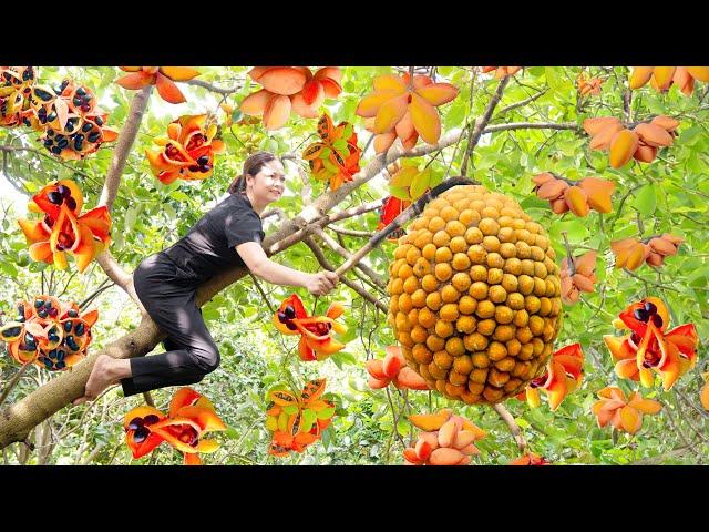 Harvesting best fruits Goes to market sell | Best Tips farming, gardening, growing vegetables