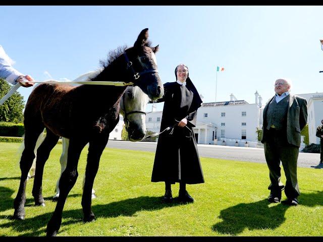 Connemara ponies arrive at Aras an Uachtarain