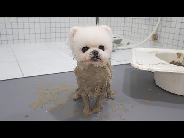 I put mud in the dog's bathtub and she turned into a husky!