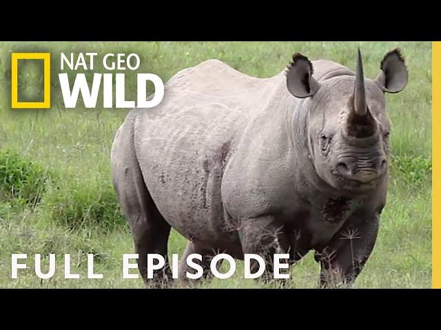 Tigers, Rhinos, & Naked Mole Rats (Full Episode) | Everything You Didn't Know About Animals