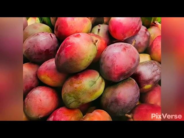 Mangifera indica), member of the cashew family (Anacardiaceae) and one of the most important and wid