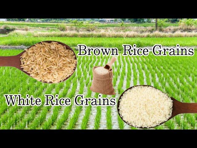 Gilingan ng Bigas sa Japan!!! | wendz diary