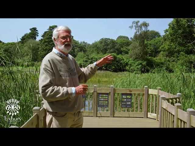 3 things you can do at home to create your own dragonfly pond - Exbury Gardens dragonfly expert