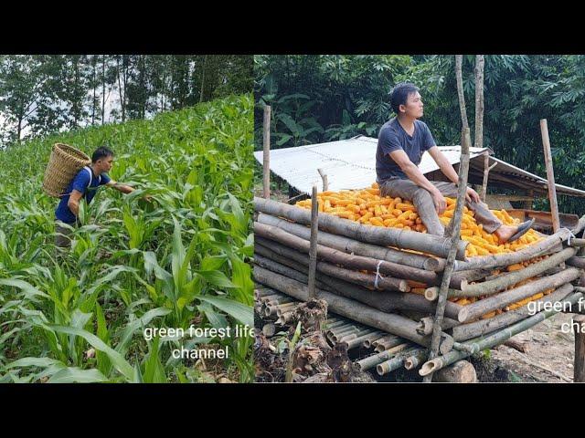 The Man lives alone and successfully grows food for his livestock. Robert | Green forest life