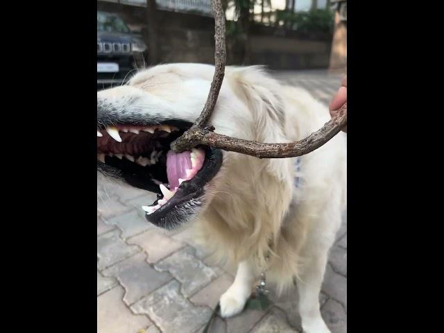 Theo the retriever , learning to  play with   Bark of tree . #barking #retriever #doglover #dogs