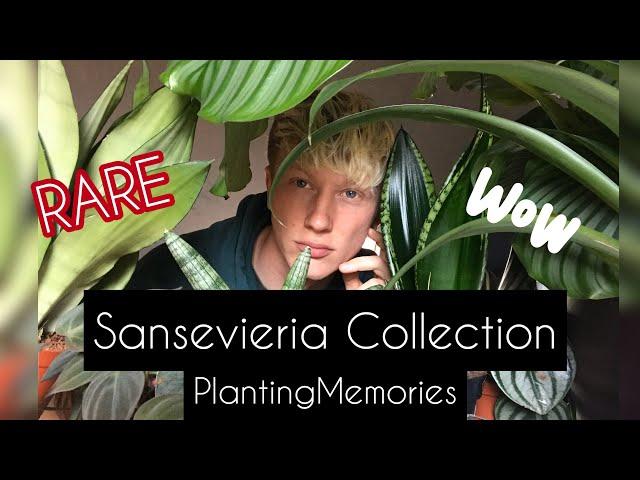 Snake plant collection | RARE Sansevieria