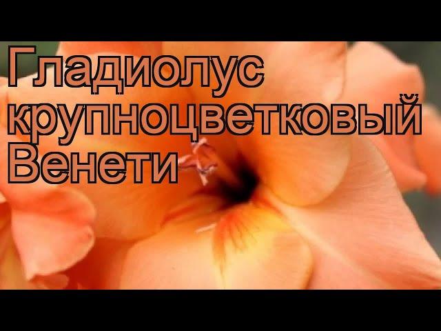 Гладиолус крупноцветковый Венети (gladiolus)  Венети обзор: как сажать, рассада гладиолуса Венети