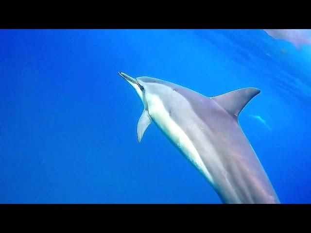 Caught on camera deep water Dolphins singing under the ocean